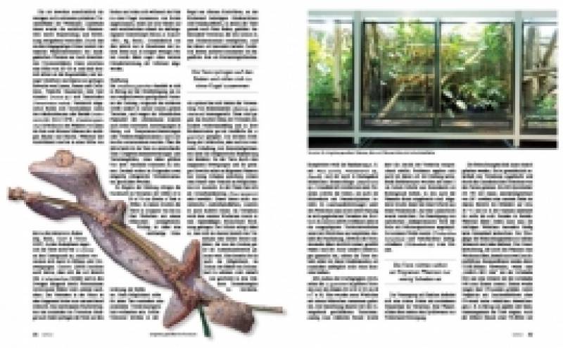 Preview: DRACO 52, Uroplatus Madagassische Kobolde in Natur und Terrarium
